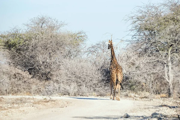 Girafa Caminhando Floresta Inverno Parque Nacional Etosha Namíbia — Fotografia de Stock