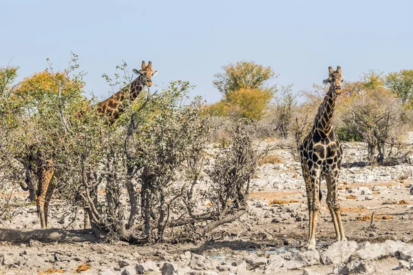 Namibya Daki Etosha Ulusal Parkı Ndaki Kalkheuwel Birikintisinde Iki Zürafa — Stok fotoğraf