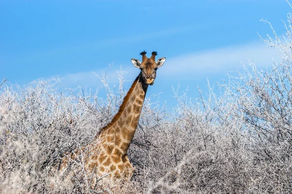 Angolan Giraffe Giraffa Camelopardalis Winter Trees Bushveld Etosha National Park — Stock Photo, Image