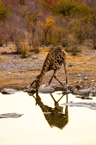 ナミビアのエトーシャ国立公園のモリンガ ウォーターホールで飲むアンゴラキリン Giraffa Camelopardalis — ストック写真