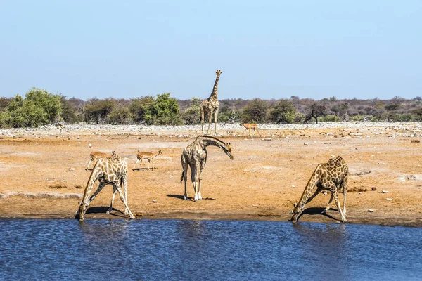 ナミビアのEtosha国立公園のChudopウォーターホールのキリン — ストック写真