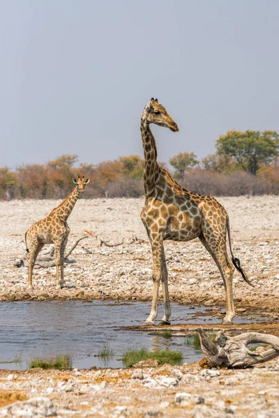 位于纳米比亚埃托沙国家公园里的Rietfontein水坑边的年轻和成年长颈鹿 — 图库照片