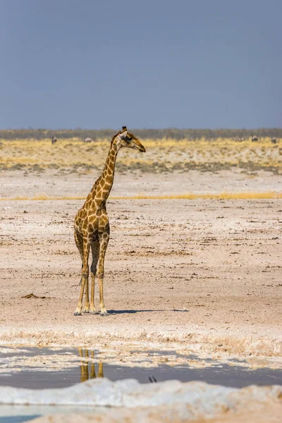 Angolai Zsiráf Áll Nebrowni Víznyelő Etosha Nemzeti Park Namíbia — Stock Fotó