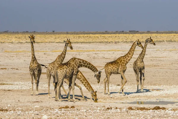 ナミビアのエトーシャ国立公園の水飲み場に立つキリンの群れ — ストック写真