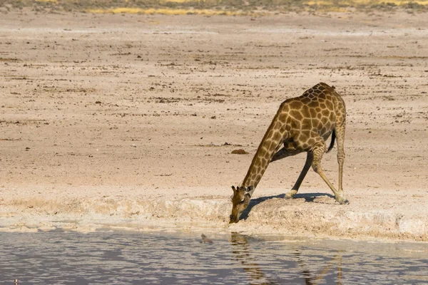 Zsiráf Ivás Etosha Nemzeti Park Víznyelőjében Namíbia — Stock Fotó