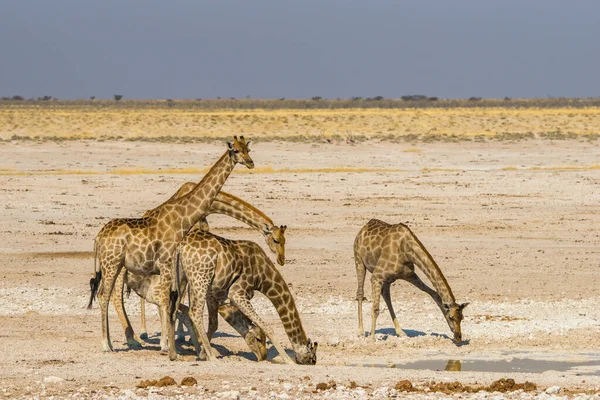 Grupo Jirafas Bebiendo Pozo Agua Parque Nacional Etosha Namibia —  Fotos de Stock