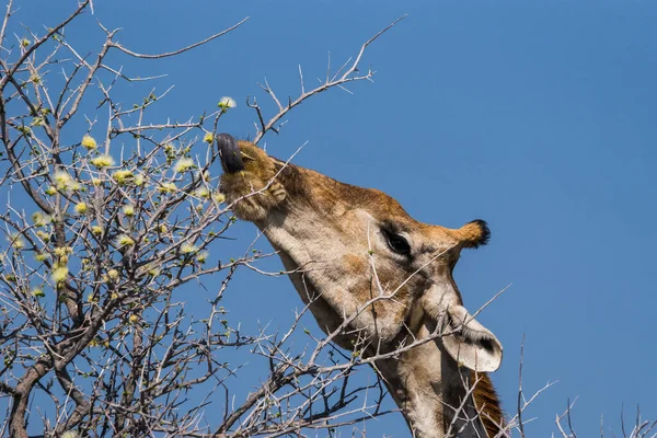 Close Uma Girafa Angolana Comendo Uma Árvore Acácia Com Língua — Fotografia de Stock