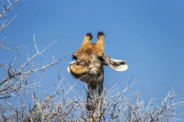 Girafa Engraçada Comendo Espinhos — Fotografia de Stock