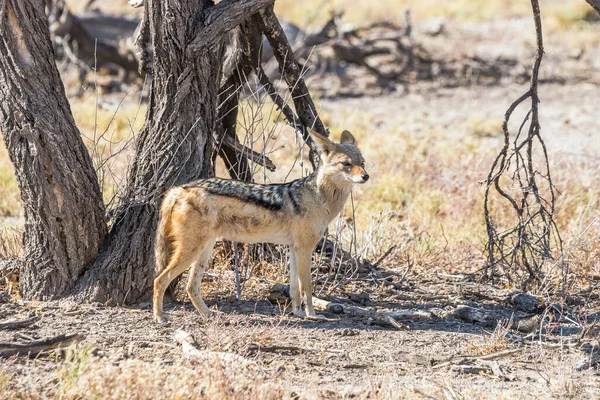 Fekete Hátú Sakál Canis Mesomelas Áll Alatt Profil Nézet Etosha — Stock Fotó