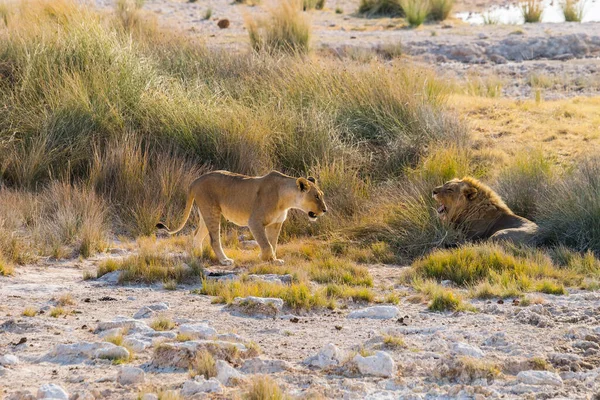 Yürüyen Dişi Aslan Esneyen Aslan Etosha Ulusal Parkı Ndaki Chaurisab — Stok fotoğraf