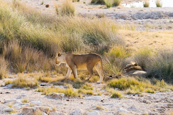 Uzun Otların Arasında Bir Çift Aslan Etosha Milli Parkı Namibya — Stok fotoğraf