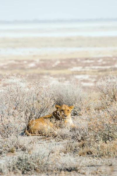 Lwica Zasadzce Leżąca Krzakach Park Narodowy Etosha Namibia Afryka — Zdjęcie stockowe