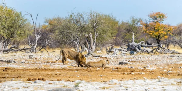 Пара Львов Зимнюю Засуху Африканской Саванне Национальный Парк Этоша Намибия — стоковое фото