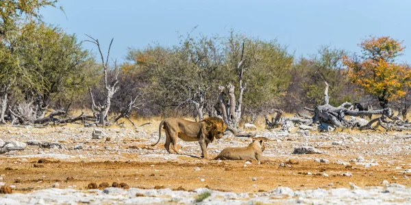 Een Paar Leeuwen Winter Droogte Afrikaanse Savanne Nationaal Park Etosha — Stockfoto
