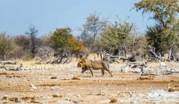 Lion Marchant Dans Savane Africaine Parc National Etosha Namibie — Photo