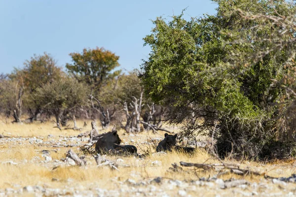 Twee Leeuwen Rustend Onder Boom Savanne Van Het Nationale Park — Stockfoto