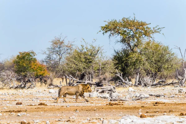 Yalnız Aslan Afrika Savanasında Yürüyor Etosha Milli Parkı Namibya — Stok fotoğraf