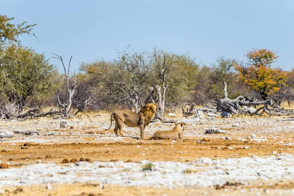 Par Leões Savana Africana Seca Inverno Parque Nacional Etosha Namíbia — Fotografia de Stock