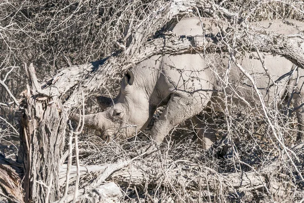 纳米比亚埃托沙国家公园枯树中罕见的黑犀牛 — 图库照片