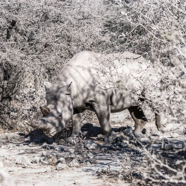 Rinoceronte Negro Diceros Bicornis Parque Nacional Etosha Namíbia — Fotografia de Stock