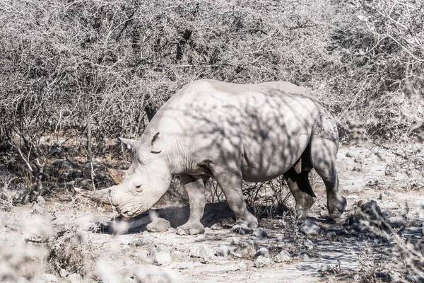 Rinoceronte Negro Diceros Bicornis Parque Nacional Etosha Namíbia — Fotografia de Stock