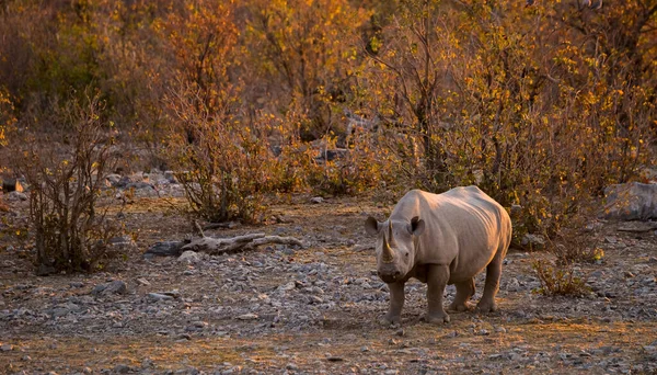 Akşamları Moringa su birikintisi (Halali kampı) yakınlarında kara gergedan. Etosha Milli Parkı, Namibya