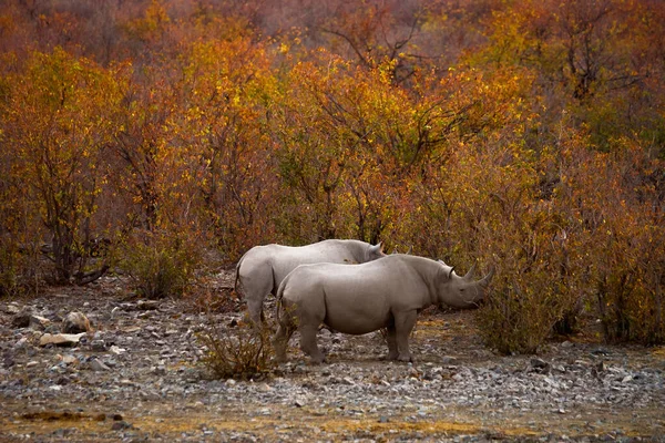 Rinocerontes Negros Arbusto Outono Moringa Waterhole Acampamento Halali Pôr Sol — Fotografia de Stock