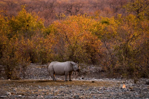 Rinoceronte Negro Perto Moringa Acampamento Halali Noite Parque Nacional Etosha — Fotografia de Stock