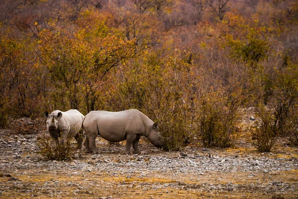 Два Пасучих Чорних Носорогів Rhinoceros Кущі Національного Парку Етоша Під — стокове фото