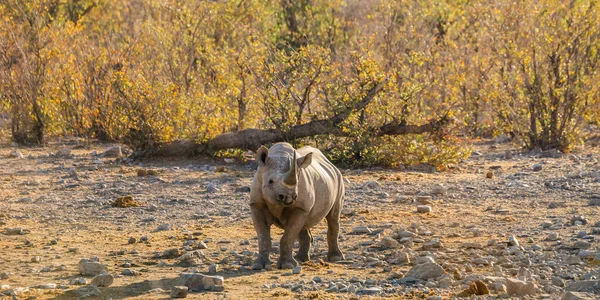황토색 코뿔소 Black Rhino Diceros Bicornis 숲에서 — 스톡 사진