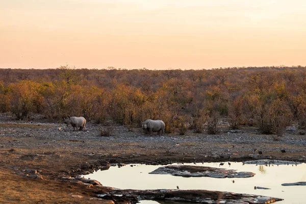 Moringa Waterput Bij Zonsondergang Met Een Paar Zwarte Neushoorns — Stockfoto