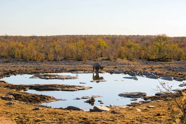 Zwarte Neushoorn Staat Avonds Bij Moringa Waterput Halali Kamp Nationaal — Stockfoto