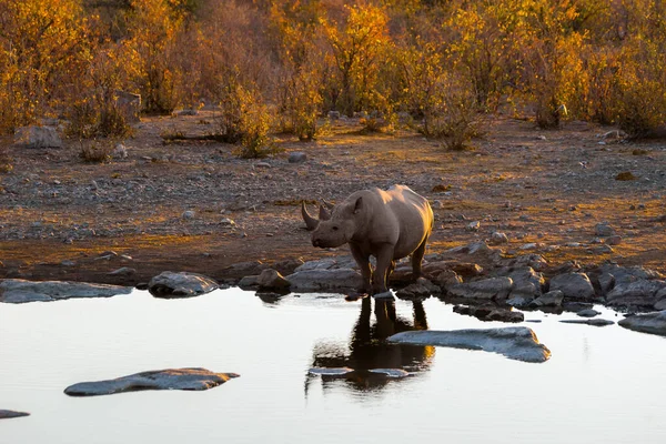 Rinoceronte Negro Moringa Acampamento Halali Noite Parque Nacional Etosha Namíbia — Fotografia de Stock