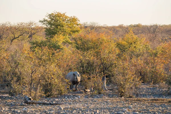 Rinoceronte Negro Diceros Bicornis Floresta Outono Pôr Sol Parque Nacional — Fotografia de Stock
