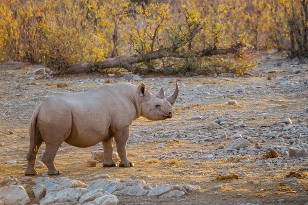 Siyah gergedan (Diceros bicornis) sonbahar ormanında günbatımında. Etosha Milli Parkı, Namibya.