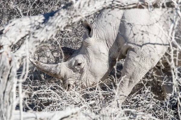 ナミビアのエトーシャ国立公園の枯れ木の間の黒いRhino Diceros Bicoris — ストック写真