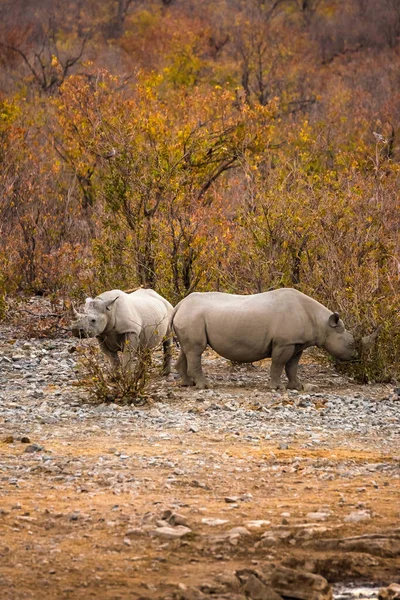 Dois Rinocerontes Negros Pastando Rhinoceros Arbusto Parque Nacional Etosha Pôr — Fotografia de Stock