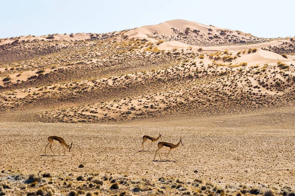 Par Antílopes Springbok Antidorcas Marsupialis Habitat Natural Dunas Sossusvlei Vermelhas — Fotografia de Stock