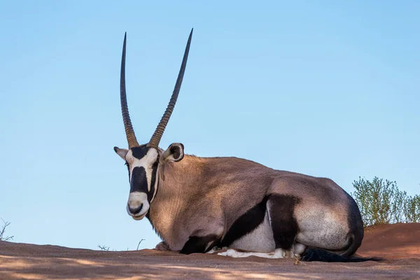 Gemsbok Avagy Dél Afrikai Oryx Oryx Gazella Amely Homokon Pihen — Stock Fotó