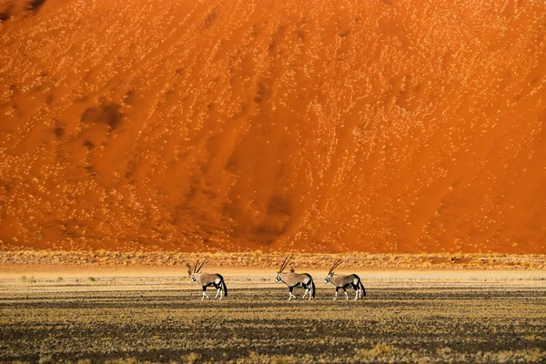 Μια Ομάδα Αντιλόπων Oryx Gemsbok Walkind Στο Sossusvlei Dunes — Φωτογραφία Αρχείου