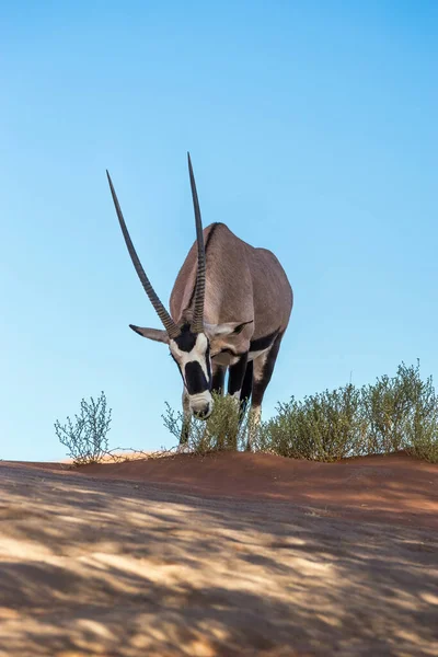 Gemsbok South African Oryx Oryx Gazella Feeding Sossusvlei Dunes Namíbia — Fotografia de Stock