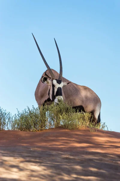 Gemsbok South African Oryx Oryx Gazella Feeding Sossusvlei Dunes Namíbia — Fotografia de Stock