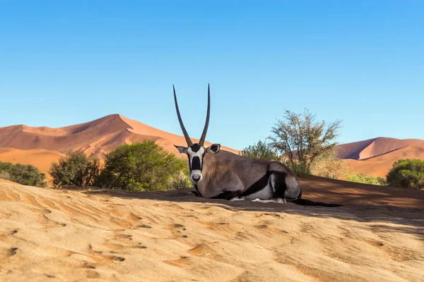 Gemsbok, veya Güney Afrika antilobu (Oryx gazella) Sossusvlei kumullarında dinleniyor, Namibya.