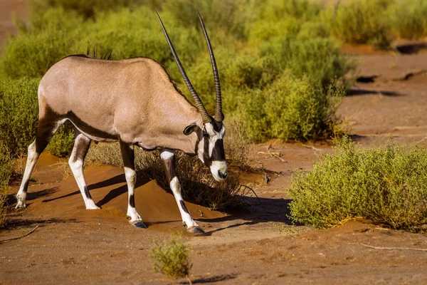 Gemsbok Της Νότιας Αφρικής Oryx Oryx Gazella Περπάτημα Sossusvlei Αμμόλοφους — Φωτογραφία Αρχείου