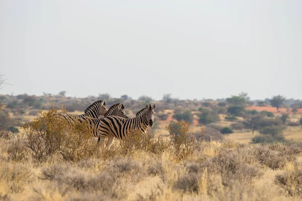 Stojąca Zebra Burchella Łąkach Pobliżu Schroniska Kalahari Anib Pustyni Kalahari — Zdjęcie stockowe