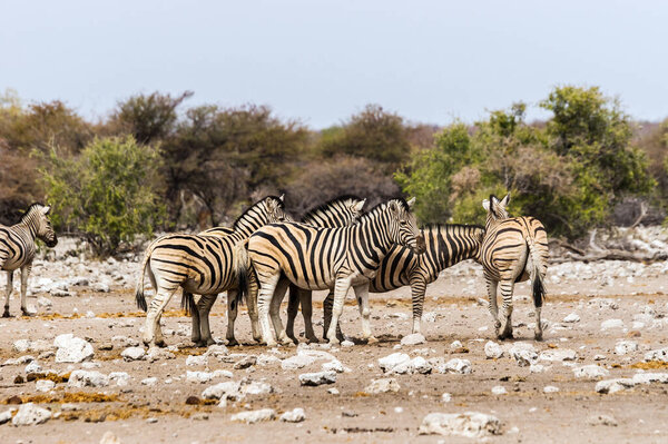 A herd of zebras standing in savannah. Etosha national park, Namibia