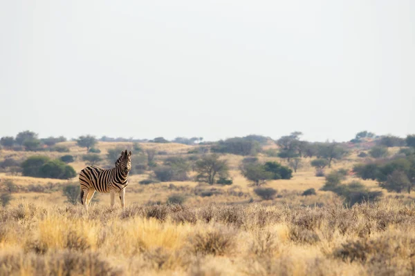 Zebra Burchella Łąkach Pobliżu Schroniska Kalahari Anib Pustyni Kalahari Namibia — Zdjęcie stockowe