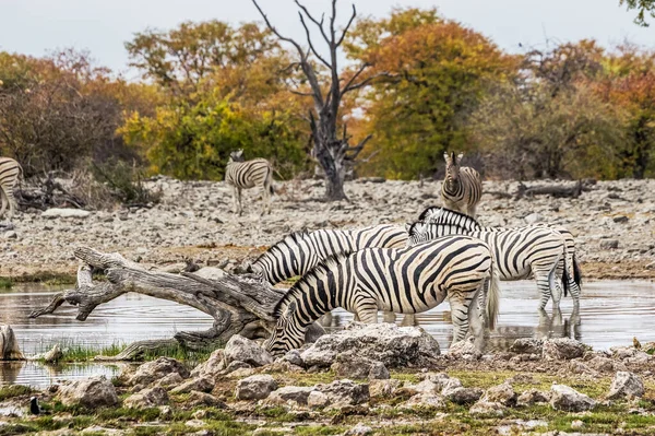 Burchell Zebracsordája Ivott Goas Víznyelőben Etosha Nemzeti Parkban Namíbiában — Stock Fotó