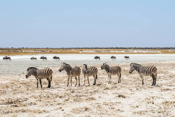 伯彻尔的斑马和蓝色的野牛生活在巴蒂亚水坑附近的非洲草原上 Etosha国家公园 纳米比亚 — 图库照片