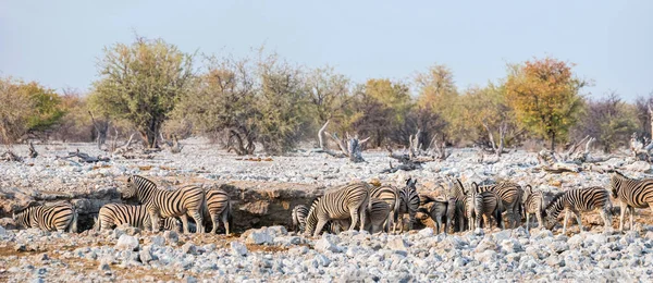 Панорамный Вид Зебр Бурчелла Пьющих Водопое Омбика Против Африканского Куста — стоковое фото